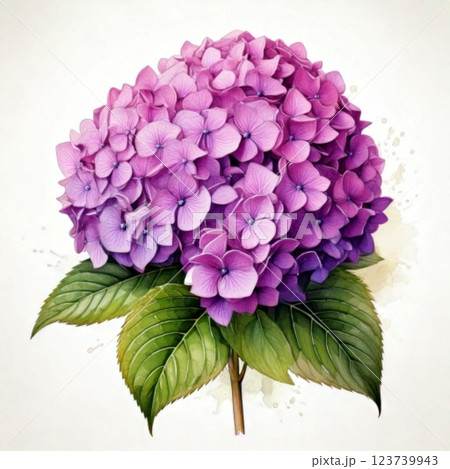鮮やかな紫色の紫陽花 123739943
