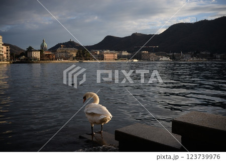 コモ湖と白鳥2 123739976