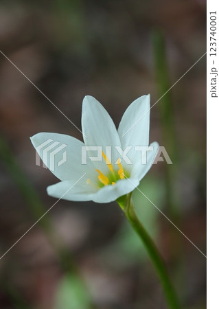 白いタマスダレの花 123740001