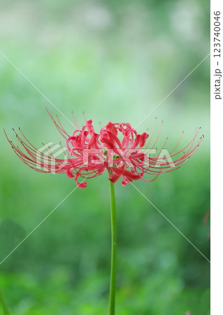 緑の中に映える赤い彼岸花 緑の中に映える赤い彼岸花 123740046