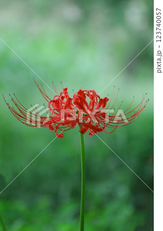 緑の中に映える赤い彼岸花 123740057