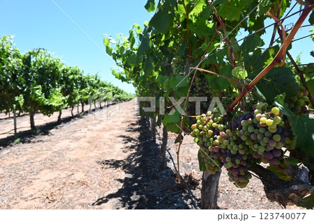 スワンバレーの葡萄畑3 123740077