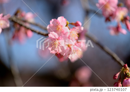 代々木公園　早咲きの河津桜　春 123740107