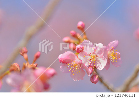 代々木公園　早咲きの河津桜　春 123740111