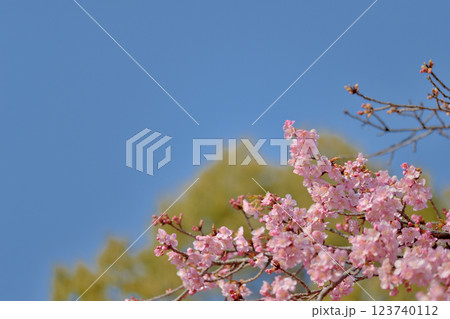 代々木公園　早咲きの河津桜　春 123740112
