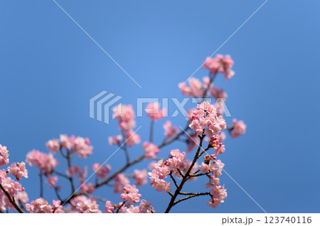 代々木公園　早咲きの河津桜　春 123740116