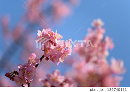代々木公園　早咲きの河津桜　春 123740121
