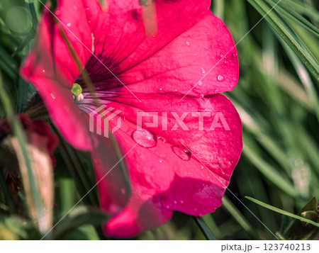 Vibrant pink flower with water droplets nestled among green grass 123740213