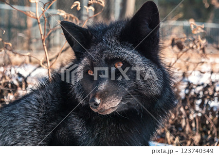 Black fox with striking coat relaxing among dry foliage in a natural setting during daylight hours Black fox with striking coat relaxing among dry foliage in a natural setting during daylight hours 123740349