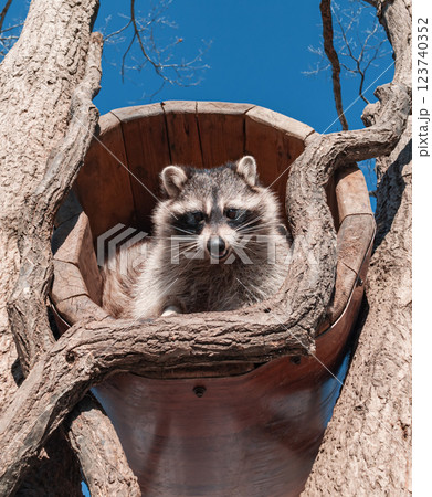 Raccoon resting in a tree hollow on a sunny day in a natural park Raccoon resting in a tree hollow on a sunny day in a natural park 123740352