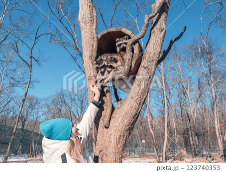 Young woman reaches up to feed raccoons in a tree at a wildlife sanctuary. Young woman reaches up to feed raccoons in a tree at a wildlife sanctuary. 123740353