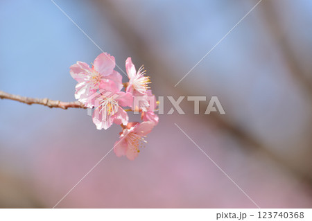 代々木公園　早咲きの河津桜　春 123740368
