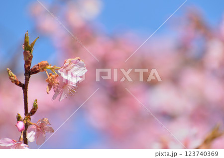 代々木公園　早咲きの河津桜　春 123740369