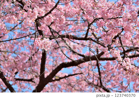 代々木公園　早咲きの河津桜　春 123740370