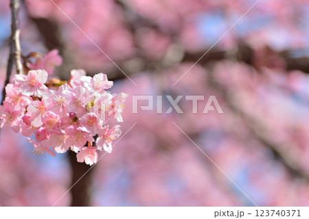 代々木公園　早咲きの河津桜　春 123740371
