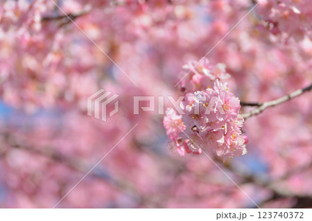 代々木公園　早咲きの河津桜　春 123740372