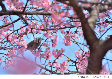 代々木公園　早咲きの河津桜　春 123740404