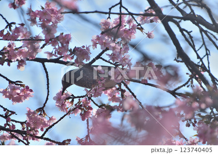 代々木公園　早咲きの河津桜　春 123740405