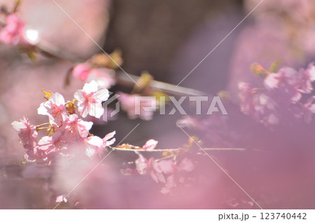 代々木公園　早咲きの河津桜　春 123740442