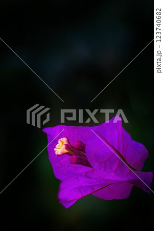 紫のブーゲンビリアの花 123740682