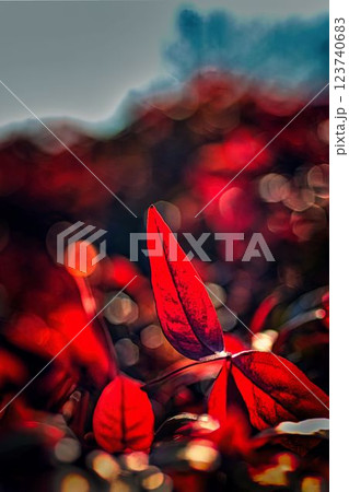 赤いナンテンの葉 123740683