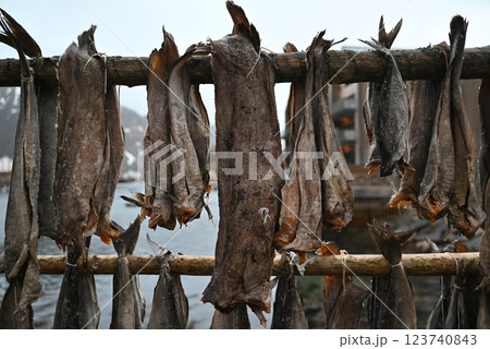 ノルウェー ロフォーテン諸島 干し鱈 ノルウェー ロフォーテン諸島 干し鱈 123740843