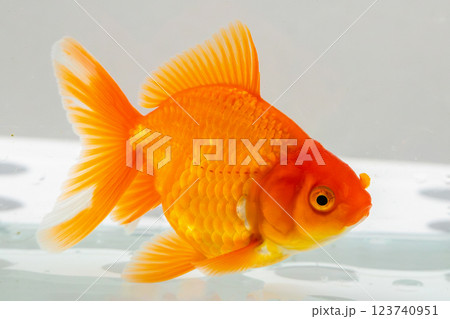 Oranda goldfish in aquarium fish tank close up 123740951