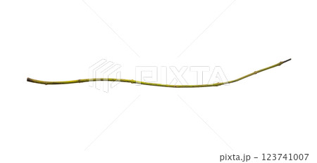 Dry tree branches isolated on white background Dry tree branches isolated on white background 123741007