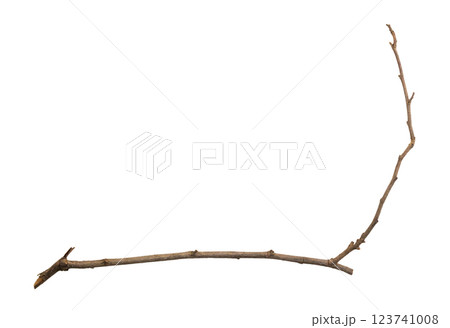Dry tree branches isolated on white background Dry tree branches isolated on white background 123741008