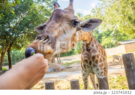Feeding giraffe safari animal in the zoo Feeding giraffe safari animal in the zoo 123741032
