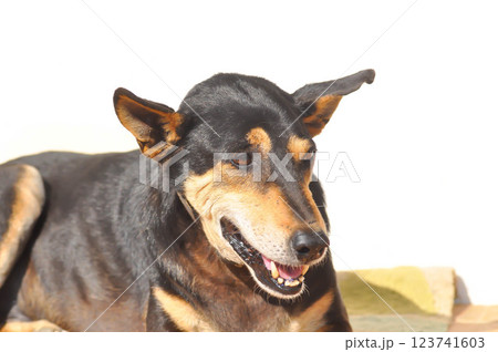 dog , black dog or old dog on the floor dog , black dog or old dog on the floor 123741603