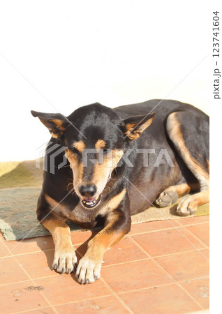 dog , black dog or old dog on the floor 123741604