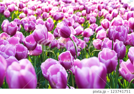 紫チューリップの絨毯 123741751