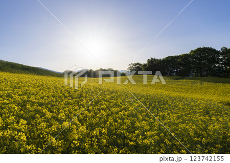菜の花畑と太陽 123742155