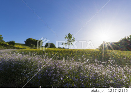 菜の花畑とダイコンの花と太陽 菜の花畑とダイコンの花と太陽 123742156