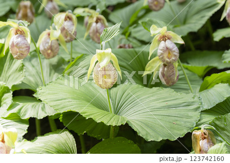 クマガイソウの花 123742160
