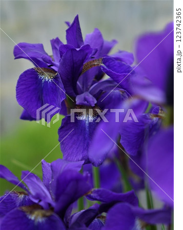 あやめ 123742365