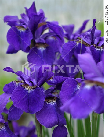 あやめ 123742366