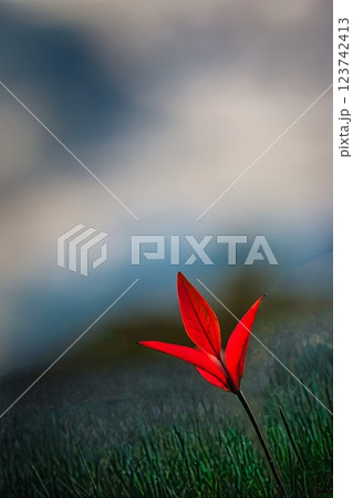 青空に向かって咲く赤いナンテンの葉 青空に向かって咲く赤いナンテンの葉 123742413