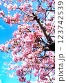 まもなく満開を迎える河津桜 123742539