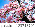 まもなく満開を迎える河津桜 123742540