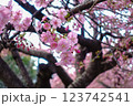 まもなく満開を迎える河津桜 123742541