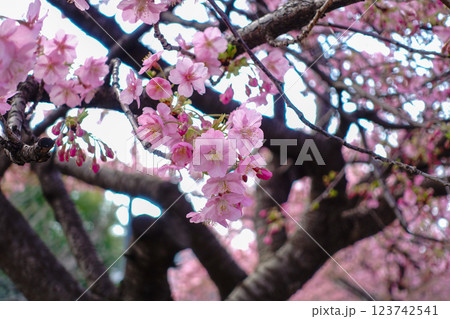 まもなく満開を迎える河津桜 123742541