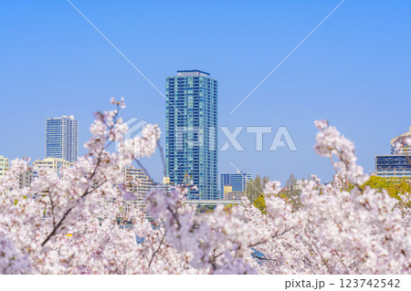大阪 毛馬桜之宮公園の桜 新桜宮橋からの眺め 大阪 毛馬桜之宮公園の桜 新桜宮橋からの眺め 123742542