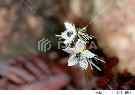 白い可憐な輝きで人々の目を癒し続ける節分草の花たち 123742697