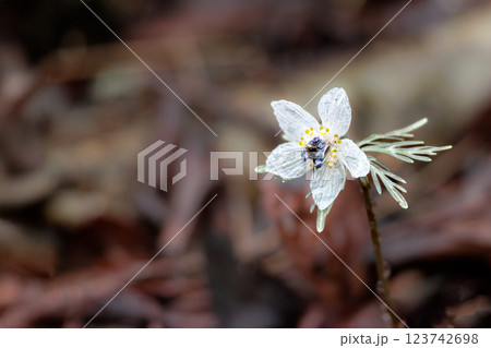 白い可憐な輝きで人々の目を癒し続ける節分草の花たち 123742698