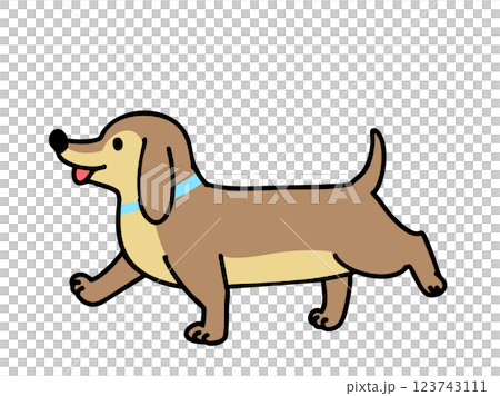 Dachshund 123743111