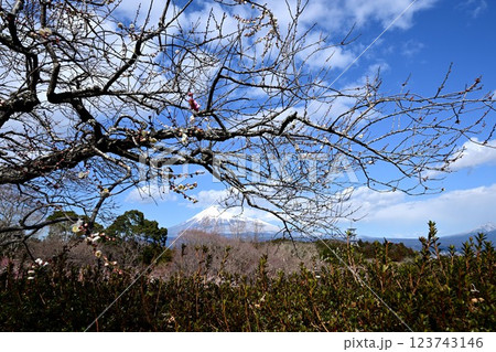 梅林と富士山 123743146