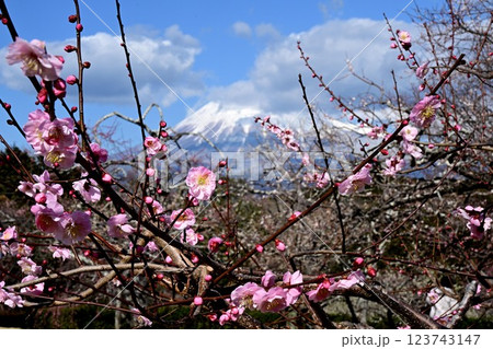 梅林と富士山 123743147