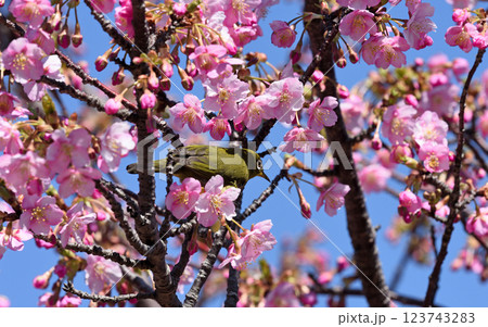 南知多聖崎河津桜とうぐいす 123743283